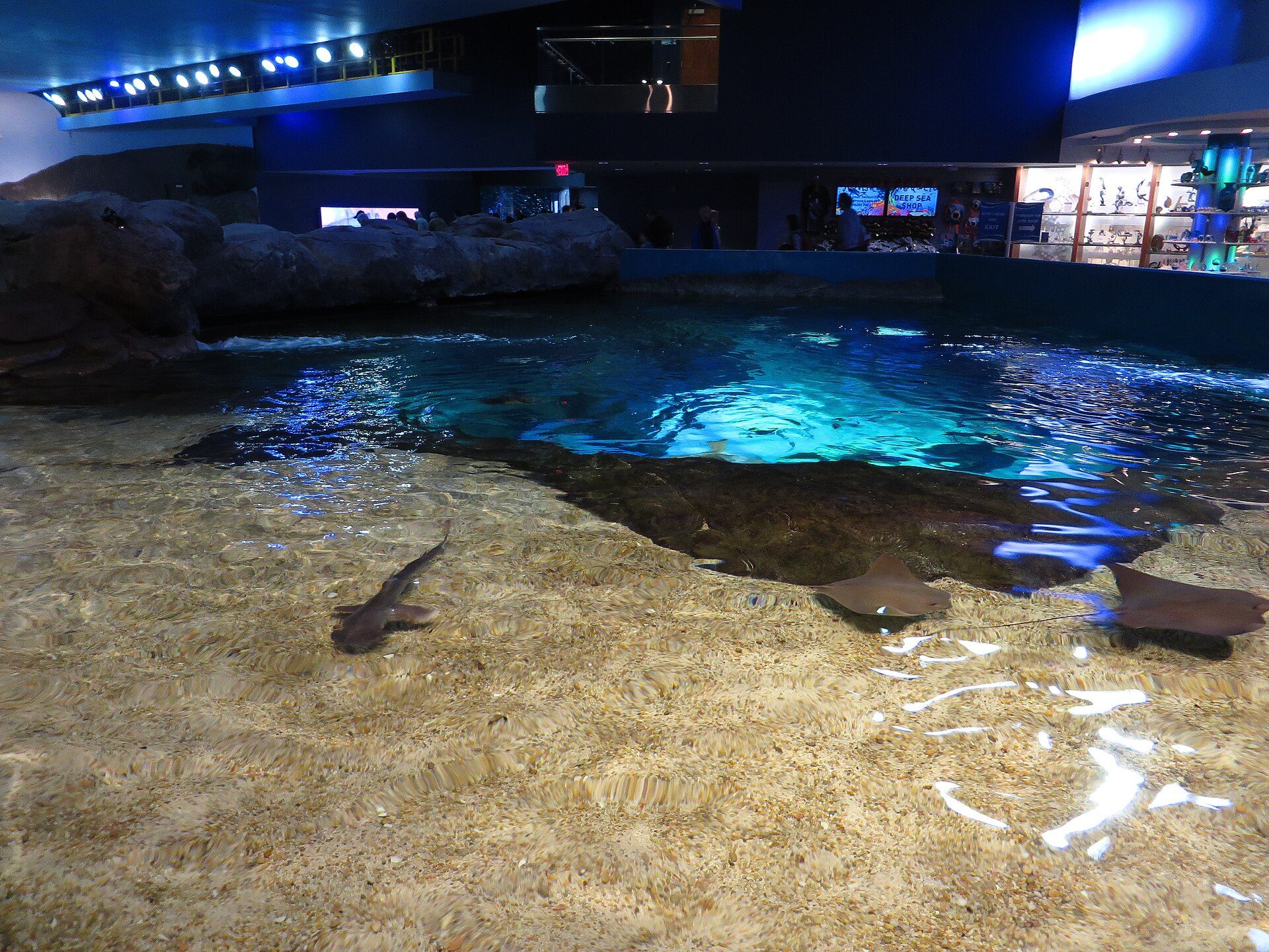 Cownose rays in the shallow tank at Ray Bay. On a Wednesday morning you can watch for twenty minutes and have most of the window to yourself.